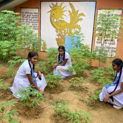 Gardening Competition